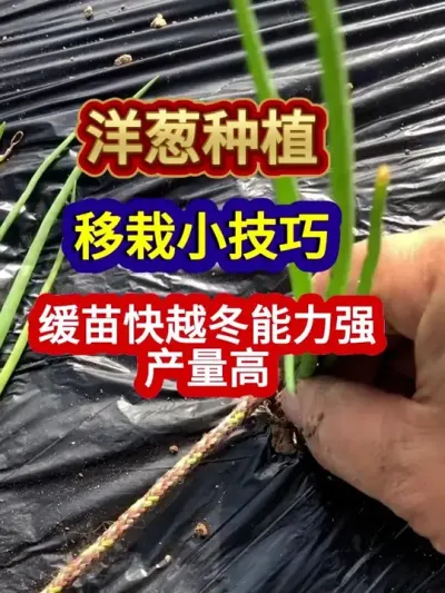 洋葱种植移栽小技巧缓苗快越冬能力强产量高 #洋葱种植 #农业种植 #种植小技巧 #三农 #分享农业知识帮农民增产增收