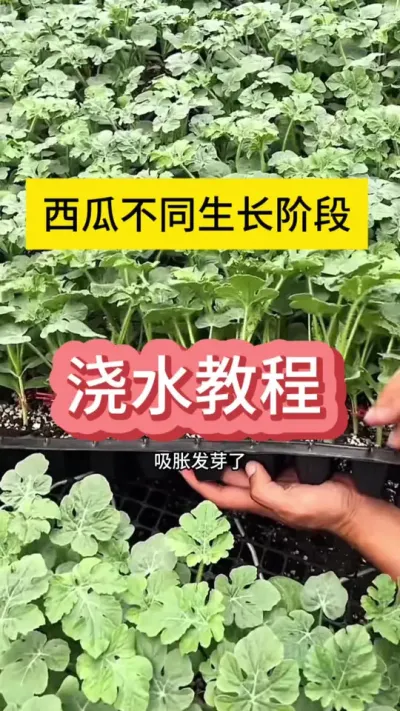 #抖音助农扶农 #抖音三农热点 #农业种植技术