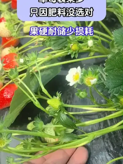 ݮѹֻûѡ @ش—Թ @ش-ˮܷԴͷ @ش-Դͷ #ݪֲС #ݮݪֲ #ũҵݪֲ #ũ֧ũ #ش