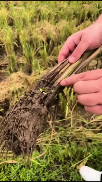 ǾݪֲõͬϰǵֳִʵؽٺõPPT˵Ժбͨ˹Ҫ……#Ǿ #Ǿݪֲ #Ǿݪֲ # #