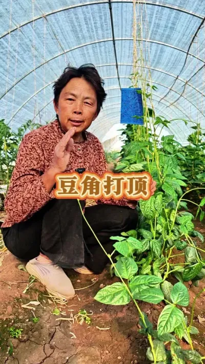 豆角打对顶，结的豆角多#三农 #蔬菜种植 #豆角 #豆角种植 #蔬菜杨大姐 @DOU+小助手 @DOU+上热门 @抖音创作小助手