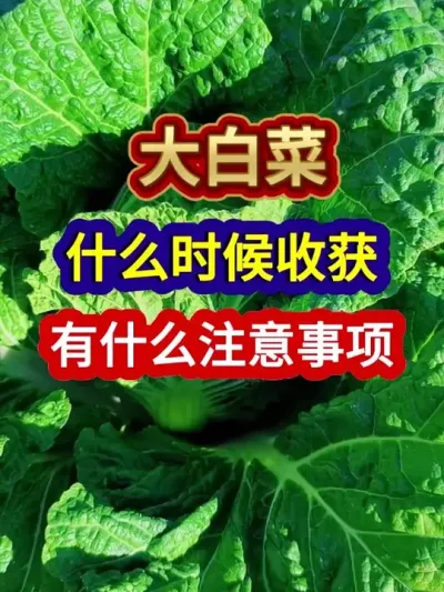 ȷʲôʱջʲôע #ײݪֲ #ũҵݪֲ #ݪֲС #ũ #ũҵ֪ʶũ