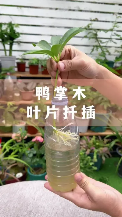 ϲû̫ྫƬҶ#ֲ #С֪ʶ #İ