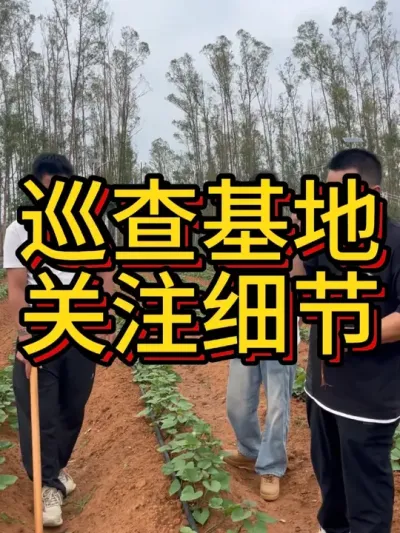 ǵһƽ#ũҵݪֲ #ݪֲ #ݪֲ #ڵʩ #ũҵ