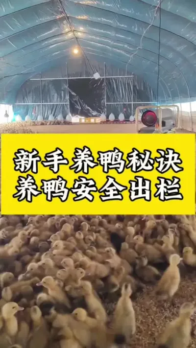 新手养鸭秘诀#科学养鸭 #养鸭流程#养鸭技术 #养鸭小妙招