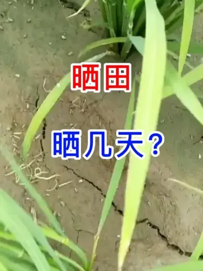 ɹ����ʵɹ������ #����ũæ����ʱ   #��������ũҵݪֲС֪ʶ  #����ũҵ֪ʶ��ũ����������  #��ũ