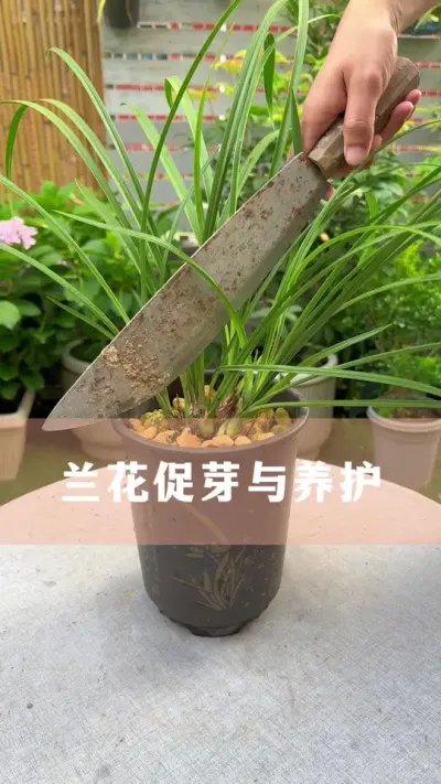 ������ѿ��������Ҫ��#���� #������ֲ #����С֪ʶ #������������