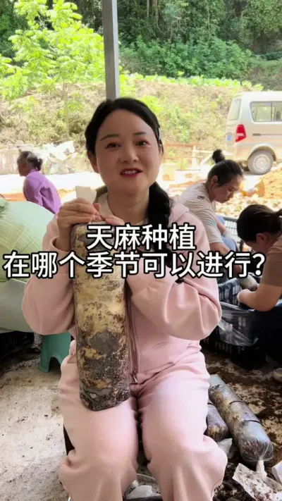 天麻种植在哪个季节可以进行？ #种植技术 #天麻种植@抖音小助手