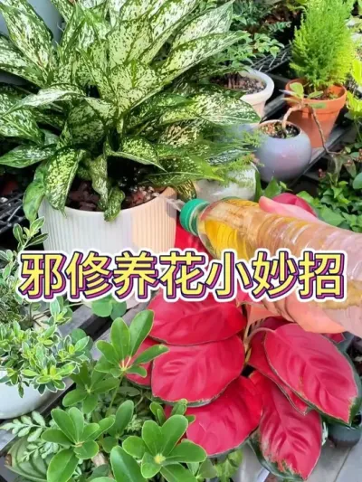 аС# #С֪ʶ #ֲ #˵Ȥ #