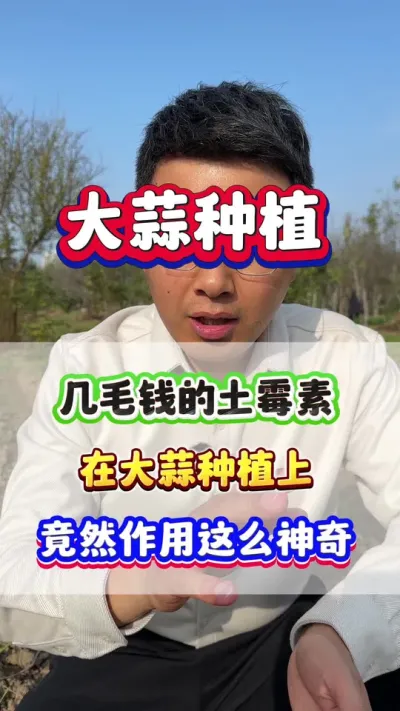 大蒜用上土霉素，个个长得像拳头！ #大蒜种植 #大蒜高产 #大蒜种植管理技术 #种植小技巧 #大蒜