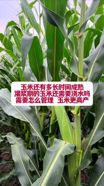 ׻Ҫˮж೤ʱ #ũҵݪֲ #ִũҵе #ݪֲ