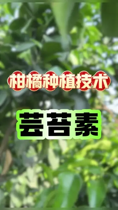 #dou上热门 芸苔素在柑橘上的应用与功效 #柑橘种植 #芸苔素 #赣南脐橙 #砂糖橘