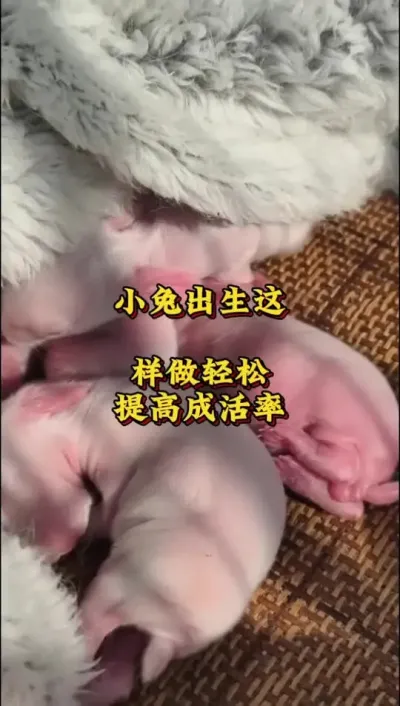 Сó߳ɻ###շ#ֳ