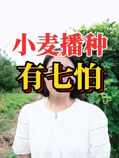 ССҪעʲô#С #Сݪֲ #ũ #ũҵݪֲ #2025ũ