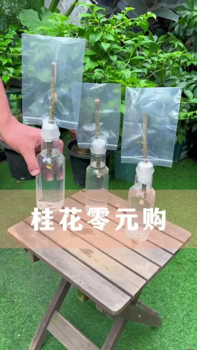 �𻨴�֦Ǥ��Ҫ��#�� #������ֲ #����С֪ʶ #������������