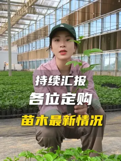 㱨һǤĳ #ũҵ #ݪֲС # #ݪֲ #