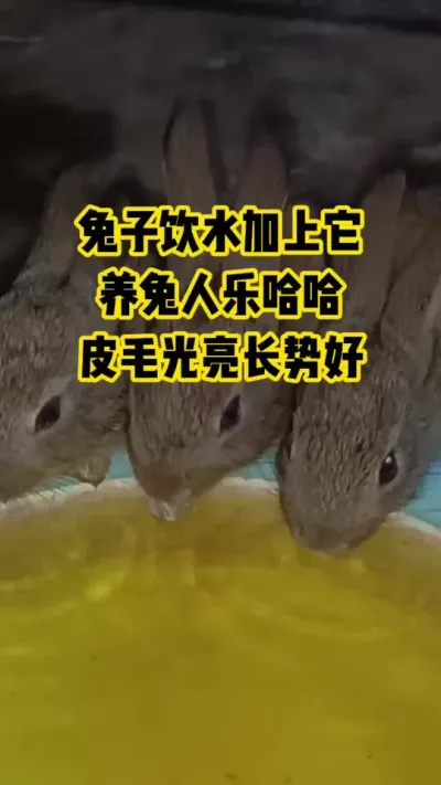 兔子饮水加上它，养兔人乐哈哈，皮毛光亮长势好#抖音三农#养殖#养兔