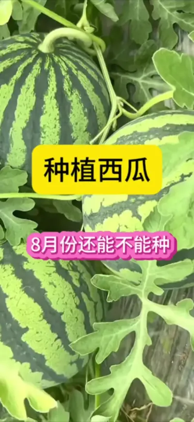 #ũҵݪֲ #ũҵ #ũҵƹ