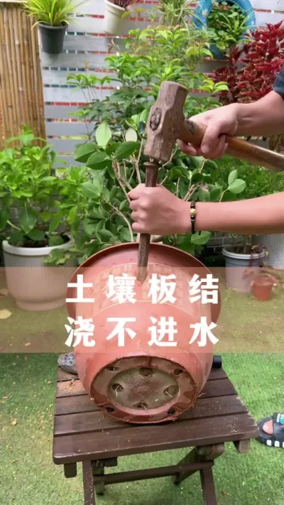 ώˮҪǵøȻѰѻ#ֲ #С֪ʶ #İ