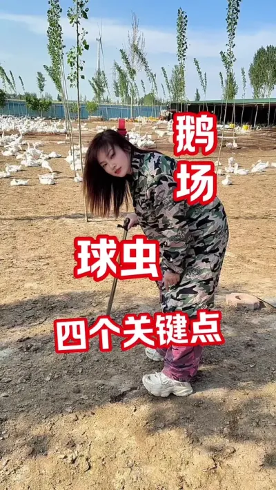 鹅场球虫#养鹅人#养鹅#养鹅技术