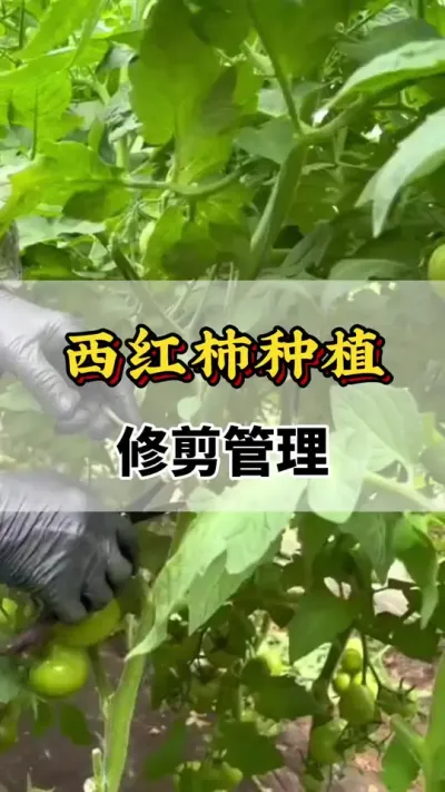 ݪֲ޼#ݪֲ #ũҵݪֲ #ݪֲ