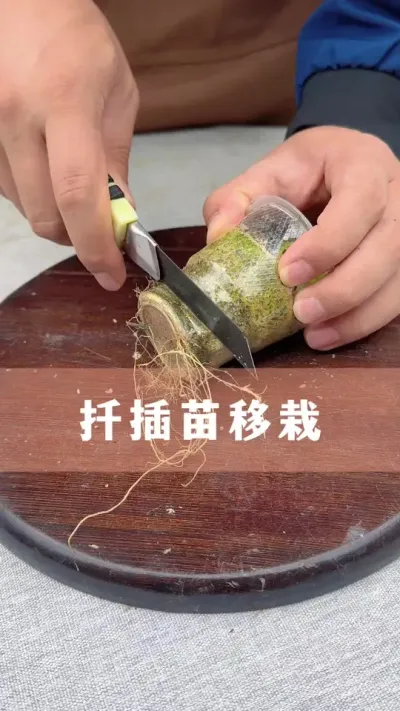 ǤԳɻָߵҪ#ֲ #С֪ʶ #İ