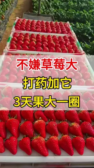 只要你不嫌草莓大，打药你就加上它，果大果多产量高#膨果#三农#草莓高产