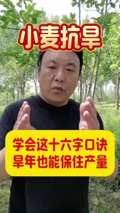记住这十六字口诀，旱年也能保住产量。#小麦浇水 #小麦干旱