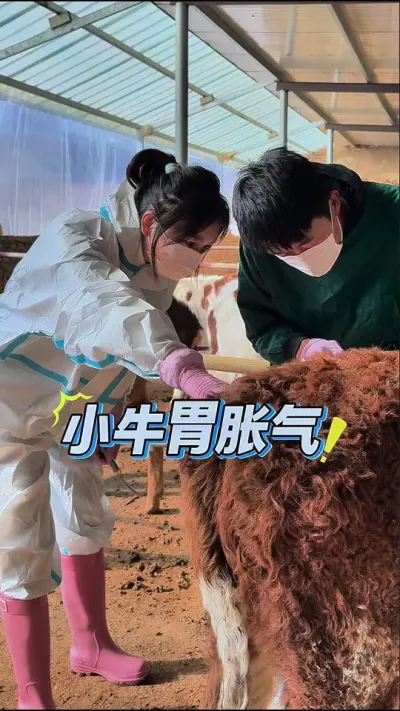 生命不分大小，每一次全力以赴的救治，都是对养殖事业的敬畏。愿这只挺过难关的小牛犊健康成长。#记录我的农村生活#兽医白婳
