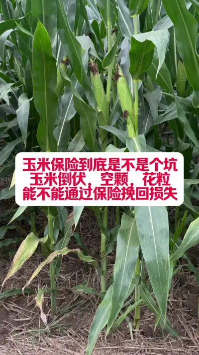 װܾǲǸôͨʧ #ũҵݪֲ #ũ #ݪֲ #ũҵ֪ʶ #ũҵݪֲ