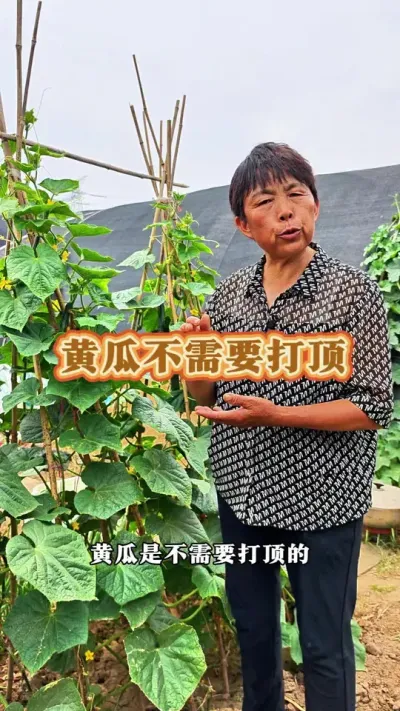 黄瓜是不需要打顶的，够不着管理咱们可以给它落蔓#黄瓜 #黄瓜管理 #三农 #蔬菜杨大姐#蔬菜种植 #蔬菜种植 @DOU+小助手 @DOU+上热门 @抖音创作小助手