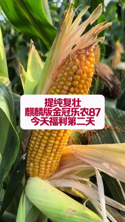 ũ87 #ũҵݪֲ #߰ #ũ֧ũ #ũ #߲