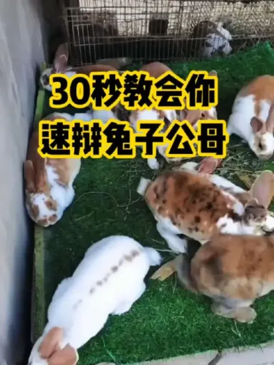 30秒教会你，速辩兔子公母#抖音三农#养殖#养兔