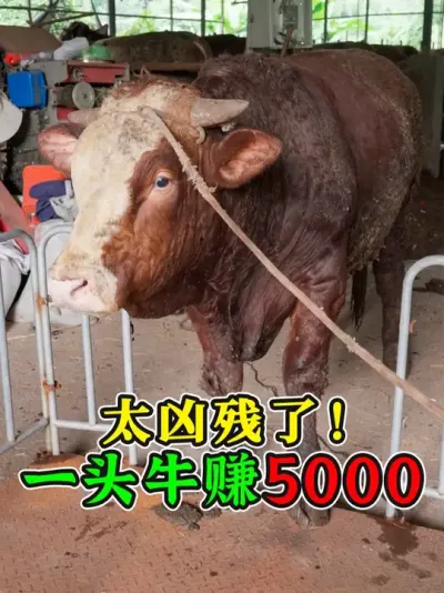 ˭˵ţ׬Ǯ˼һͷţ׬500020 #ţ #ţ #ũţ #ţ #ţ֪ʶ