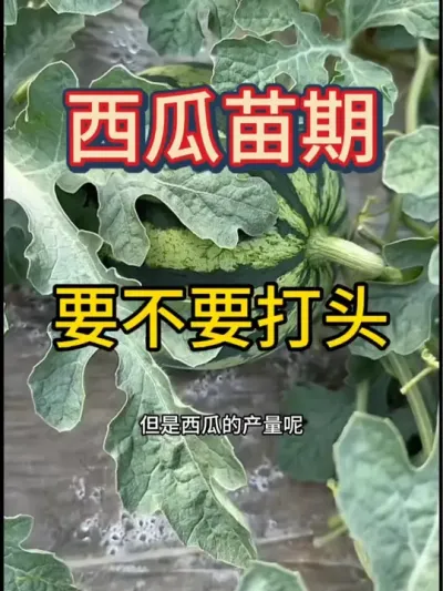 #抖音三农热点 #抖音助农 #抖音助农扶农
