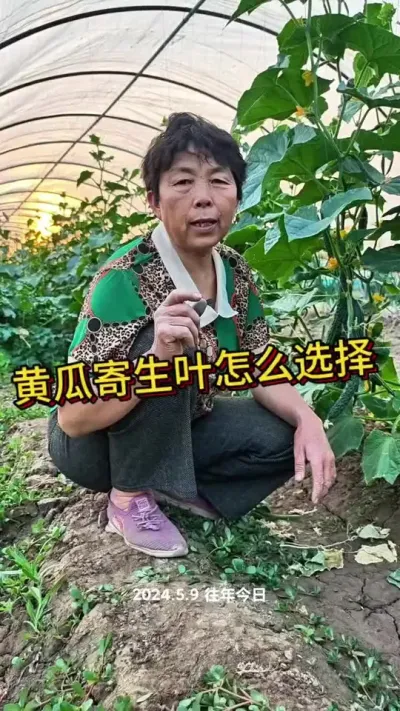 黄瓜整理寄生叶#三农 #黄瓜 #黄瓜种植 #蔬菜杨大姐 #蔬菜种植 @抖音创作小助手 @DOU+小助手 @DOU+上热门