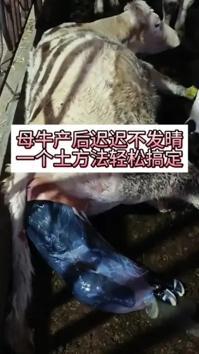 ĸţ����ٳٲ�������һ����Ҫ�����ɽ��#ĸţ #����ĸţ #��ţ�� #��ţ����