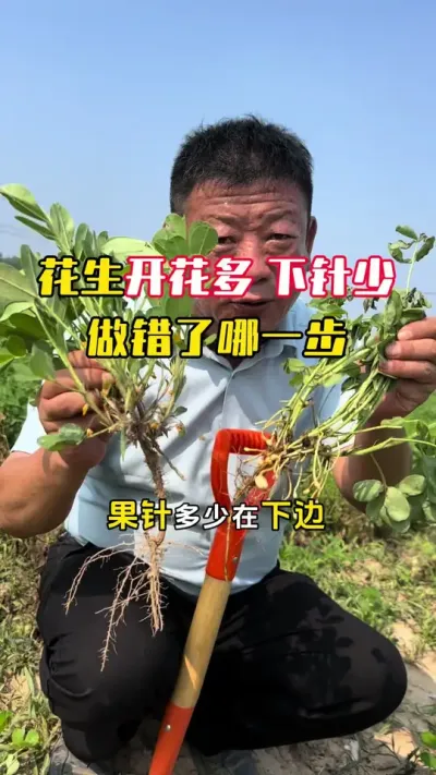 �����Ż���������Ч������ʲôԵ��ԭ����#����ݪֲ #�������� #�����߲� #�����߲�ݪֲ #ë��������߲�����