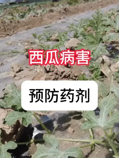 ���������ϲ������� ����Ҫ��ʱ�����ҩ#���溦���� #������ũ֧����ũ #��ũݪֲ #����ݪֲ #��ҩ