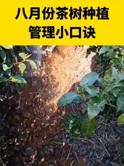 ���·ݲ���ݪֲ����С�ھ�#���� #����ݪֲ #����ݪֲ���������