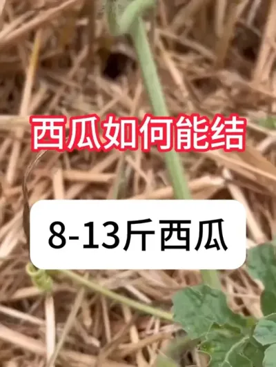 ���ϴ��ֵ��Ż�ǰ������׶θ����������� ���Ͻ�8-13������ݪֲ�ƻ�#������ũ #���溦���� #���� #ũҵ #�������ղ���Ӳԭ��