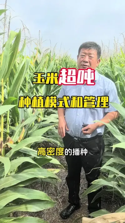 ���׳���ݪֲģʽ�͹���#����ݪֲ #����ݪֲ���� #���׸߲� #���׸߲�ݪֲ���� #ë��������߲�����