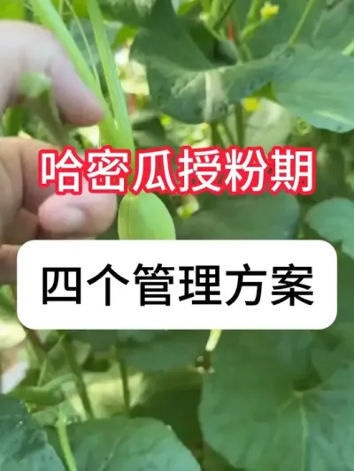 ܹڷ ܹڷĸƻ#ܹݪֲ #ڷ #Ϲ߲ #ݪֲ #ũ֧ũ