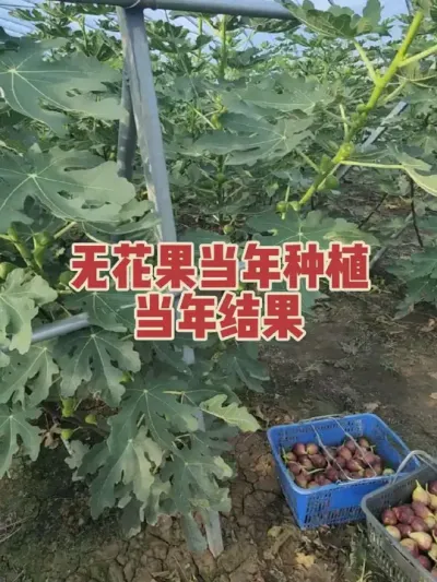 ���б��޻���Ͷ������Ĺ��������¸��Ը�˹��??#�����޻���ݪֲרҵ������ #�������﹢�и��óԵ��޻�����ժ԰ #�޻�������