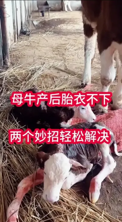 ĸţ����̥�²���������С�������ɽ��#ĸţ #����ĸţ #������������ĸţ #��ţ #��ţ��