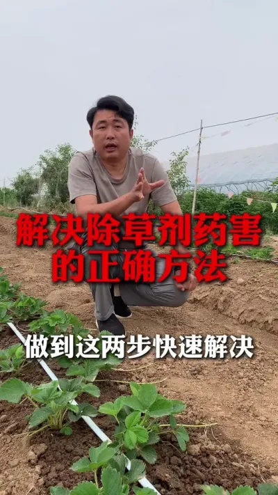 解决除草剂药害的正确方法#分享农业知识帮农民增产增收 #草莓种植技术 #草莓种植 #草莓育苗 #草莓种植方法