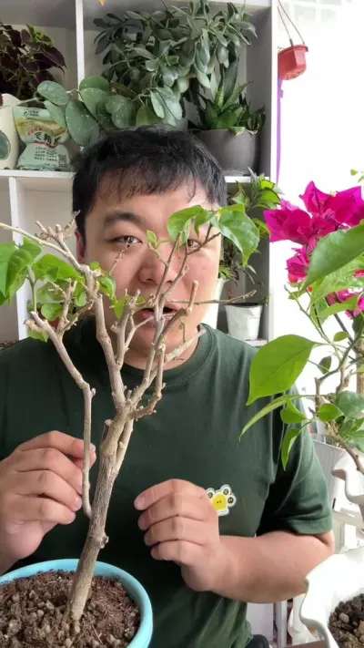 ֱ�������Ķ��ɷ���������������ĺð��֣� #���� #����С֪ʶ #���� #������ֲ #����÷