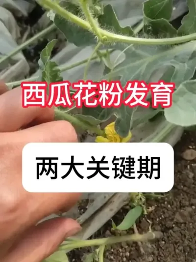 ���ϴ�ͷ�Ͳ���ͷ��������������Ҫ�� #���� #ݪֲС���� #ũҵ�����ƹ� #��ũ #������ũ