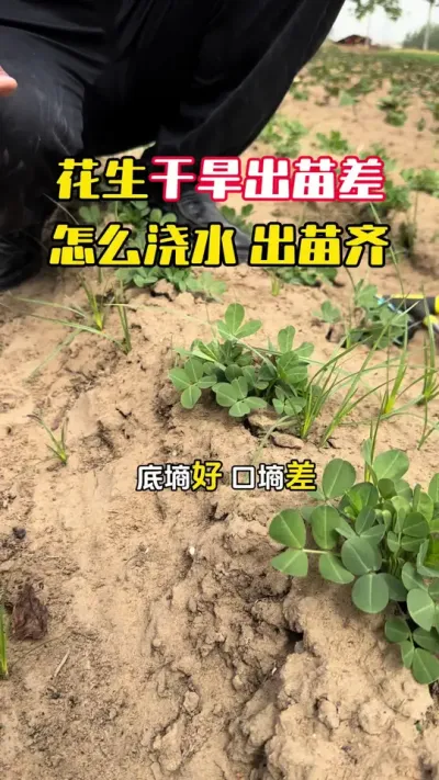 花生干旱出苗不齐怎么浇水#花生种植 #花生高产 #花生高产全程模式化管理 #花生浇水 #毛国富大田高产管理