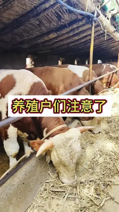 ��ֳ����ע����#��ţ�� #��ţ���� #��ţ #ũ����ţ��